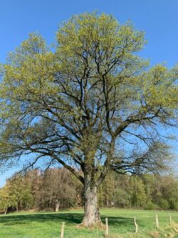 Baum
