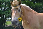 Haflingerpferd mit Hut und Sonnenblume im Maul
