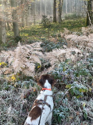 Hund im Wald