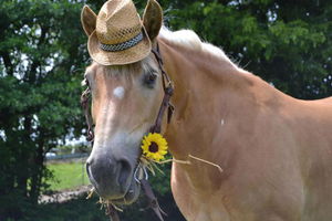 Haflingerpferd mit Hut und Sonnenblume im Maul