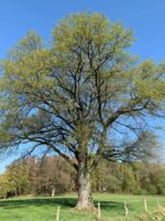 Baum