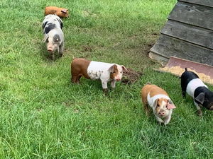 Fünf gescheckte Ferkel