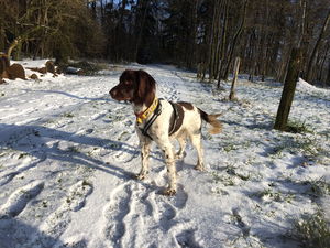 Hund im Schnee