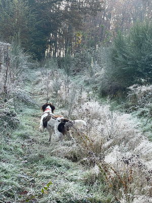 Hund im Wald